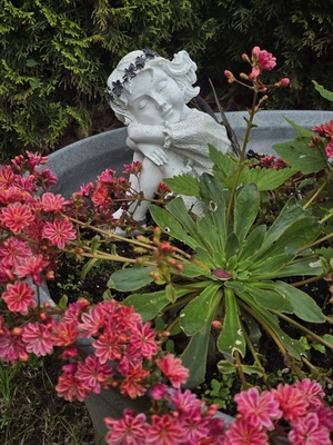 Kleine Blumenfee Kleine Blumenfee