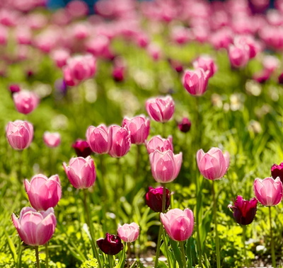 Rosa Tulpen zur Gartenschau Rosa Tulpen zur Gartenschau