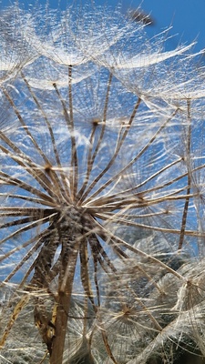 Pusteblume Pusteblume