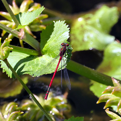 Libelle Libelle
