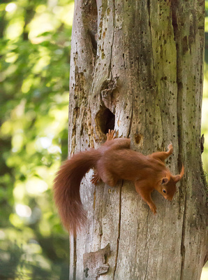 Eichhörnchen klettert aus dem Kobel Eichhörnchen klettert aus dem Kobel