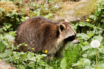 Waschbär beim Wiesenspaziergang Waschbär beim Wiesenspaziergang