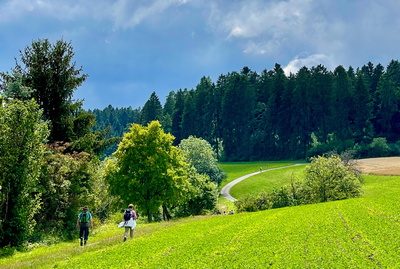 Wanderweg im Schwarzwald Wanderweg im Schwarzwald