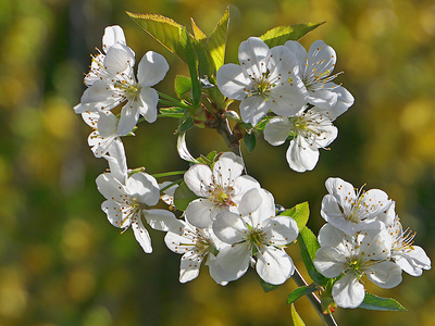 Kirschblüte Kirschblüte
