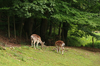 Rehe am Waldrand Rehe am Waldrand