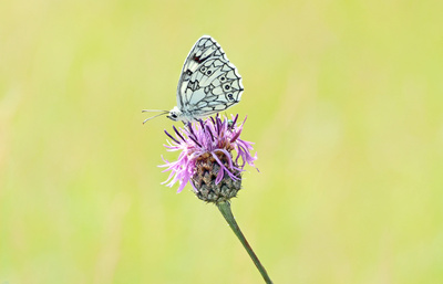 Schachbrettfalter (Melanargia galathea) Schachbrettfalter (Melanargia galathea)