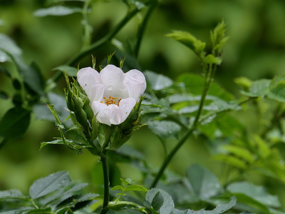 Wildrose Wildrose
