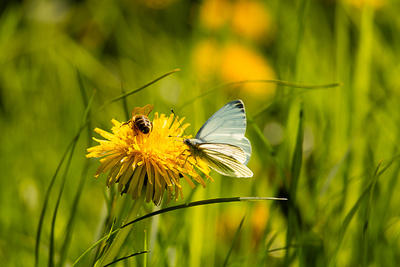 Sommerwiese Sommerwiese