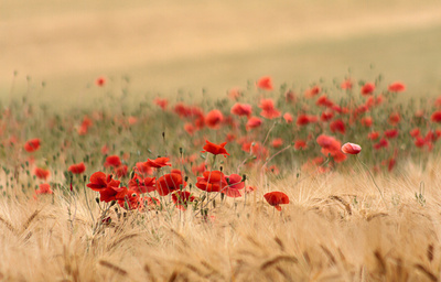 Getreidefeld mit Mohnblumen Getreidefeld mit Mohnblumen