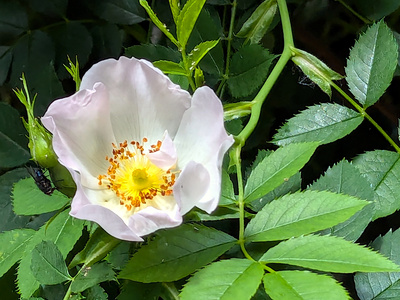 Wildrose Wildrose