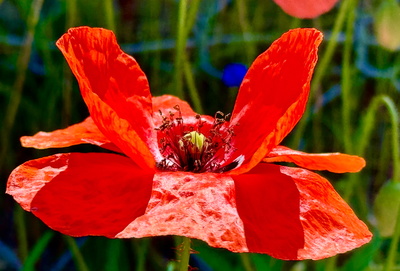 Klatschmohn Nahaufnahme Klatschmohn Nahaufnahme