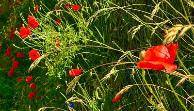 Klatschmohn im Streiflicht Klatschmohn im Streiflicht