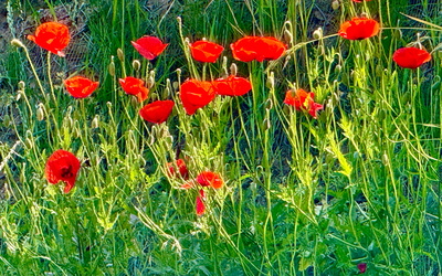 Klatschmohn am Morgen Klatschmohn am Morgen