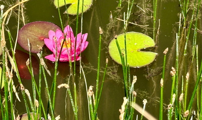 Seerose im Teich Seerose im Teich