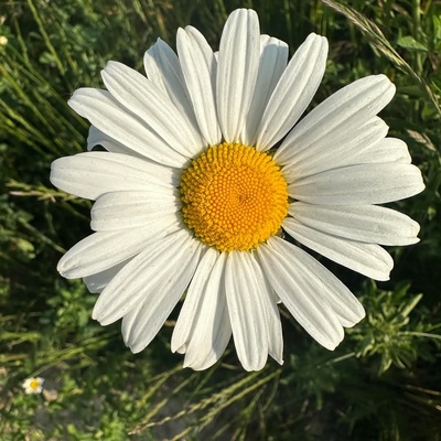 Gänseblümchen- Bellis perennis Gänseblümchen- Bellis perennis