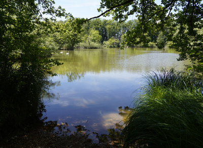 See mit Schwaenen See mit Schwaenen
