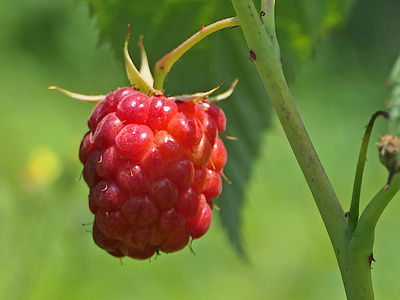 Eine Himbeere Eine Himbeere