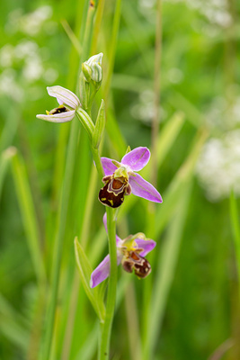 Heimische Orchidee Heimische Orchidee
