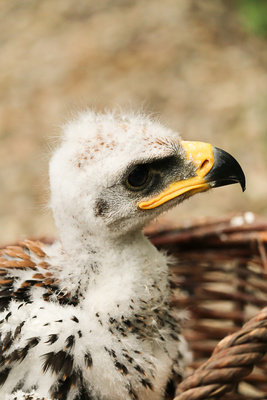 junger Steppenadler junger Steppenadler