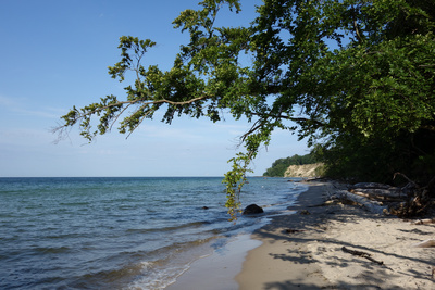 Rügen Nordperd Rügen Nordperd