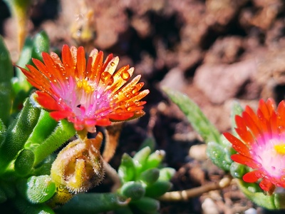 Mittagsblume Mittagsblume