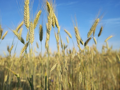 Roggenfeld Roggenfeld