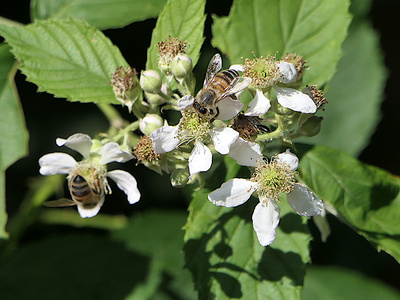 Bienen in Brombeerblüten Bienen in Brombeerblüten