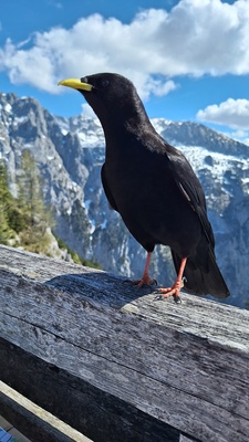 Alpendohle, Pyrrhocorax graculus Alpendohle, Pyrrhocorax graculus