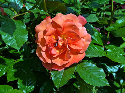 Wo ist die Biene in der Rose? Wo ist die Biene in der Rose?