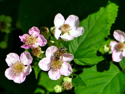 Biene in Brombeerblüte Biene in Brombeerblüte