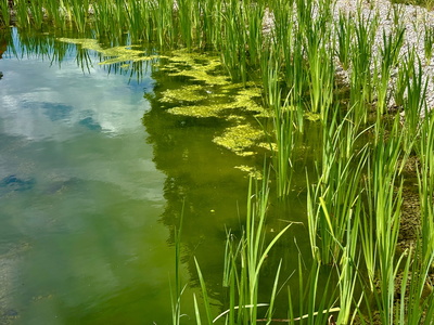 Grüne Teich-Oase Grüne Teich-Oase