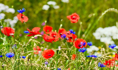 Klatschmohn und Kornblumen Klatschmohn und Kornblumen