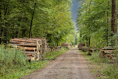 Der Holzweg Der Holzweg