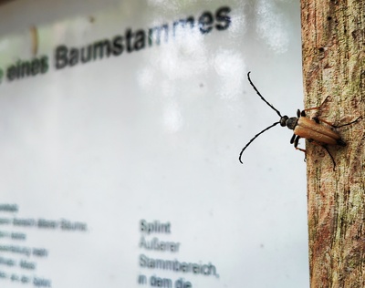 Ein Käfer lernt nie aus Ein Käfer lernt nie aus