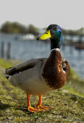 Mister Mallard Mister Mallard