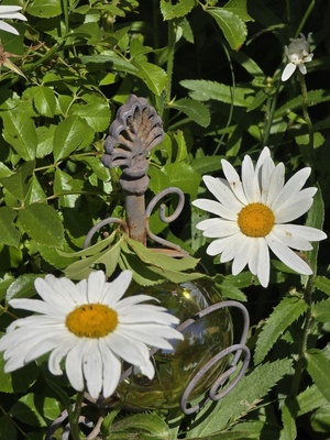 Margeriten Margeriten