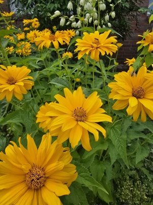 Blumenpracht in gelb Blumenpracht in gelb