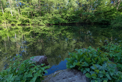 Grün im Spiegel Grün im Spiegel