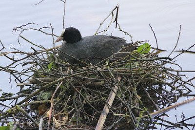 Blässhuhn beim Brüten