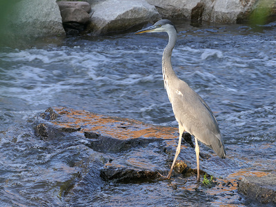 Reiher