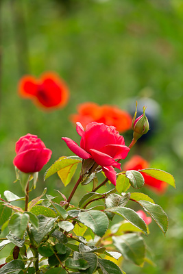 Rosen und Mohn