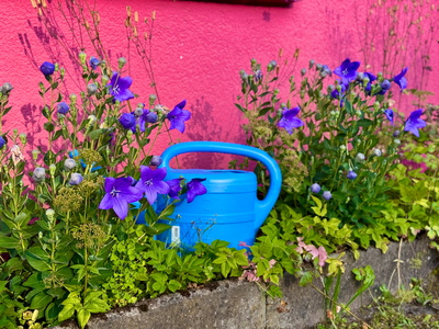 Ballonblume vor roter Hauswand
