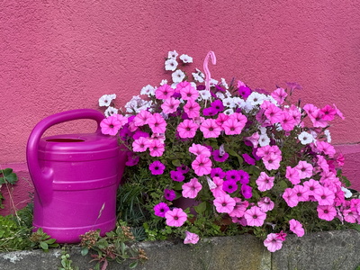 Blumen lila vor rot Blumen lila vor rot