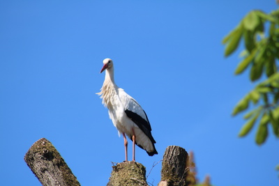 Storch in Sicht! Storch in Sicht!