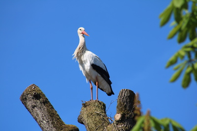 Storch in Sicht! Storch in Sicht!