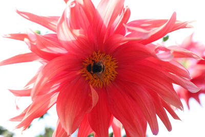 Hummel auf Dahlienblüte Hummel auf Dahlienblüte