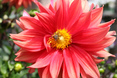 Biene auf Dahlienblüte