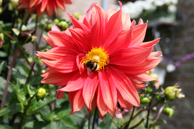 Hummel auf Dahlienblüte Hummel auf Dahlienblüte