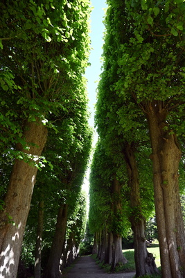 Lindenallee Lindenallee