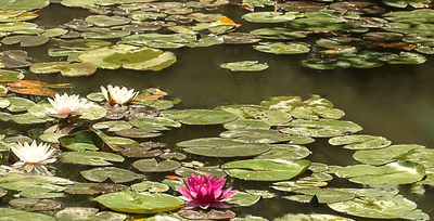 Seerosen im Anglerteich Seerosen im Anglerteich